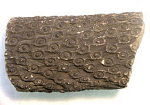 Stigmaria , un rhizome fossile de lycopside