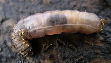 A maggot isolated from its substrate