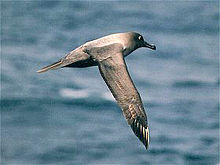 Альбатросы могут нырять на глубину до 12 м.