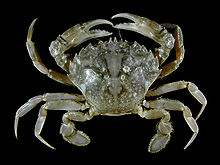 Un crab cu 2 clești de crab (în partea de sus, în centru), care pot apuca sau sfâșia peștii.  