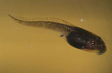 Ce têtard grenouille à la cuisse orange n'a qu'une tête et une queue. En quelques semaines, ses pattes arrière et ses mains avant vont pousser. Il perdra alors sa queue et deviendra une jeune grenouille.