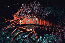 Lagosta da Califórnia spiny lobster, Panulirus interruptus