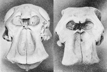 Skulls of the African elephant (left) and the forest elephant (right) in comparison