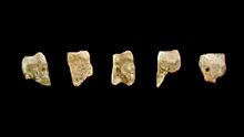 Fem af de 7 kendte fossile tænder fra Homo luzonensis fundet i Callao Cave, Filippinerne.  