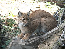 The lynx returned to the Bohemian Forest