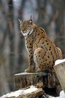 Euraziatische lynx  
