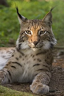 De Lynx overleeft nog steeds in Albanië.