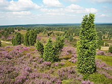 The Lüneburg Heath in Lower Saxony