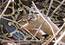Indian Python die een volgroeid Chital-hert in het Mudumalai National Park doorslikt.