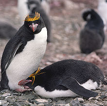 リビングストン島の2羽のマカロニペンギン