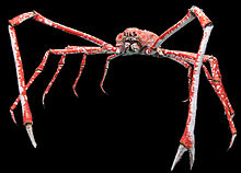Japanese giant crab (Macrocheira kaempferi)