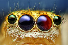 The anterior four lenticular eyes of a jumping spider of the species Maevia inclemens