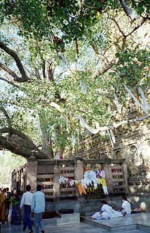 Дерево Бодхи в храме Махабодхи. Размножается от Шри Маха Бодхи, которое, в свою очередь, размножается от оригинального дерева Бодхи в этом месте.