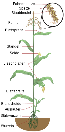 Schematic structure of the corn plant