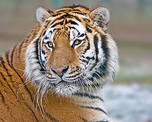 Siberian tiger with clearly visible whiskers.