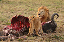 Leeuw en welp eten een Kaapse Buffel.