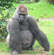 Het Afrika gebied heeft een tentoonstelling van Silverback Gorillas