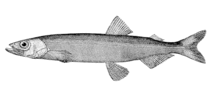 De lodde is een veel voorkomende vis in de Atlantisch-arctische overgangswateren
