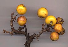 De vruchten zijn meestal rood, maar sommige, zoals deze cultivar 'Golden Hornet', zijn geel.