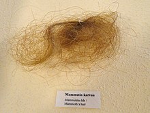 Hair remains of the woolly mammoth