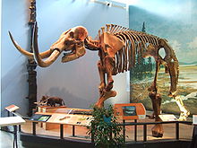 Mastodon, 2,5 až 3 metry v ramenou a hmotnost 3500 až 5400 kilogramů (4-6 tun).