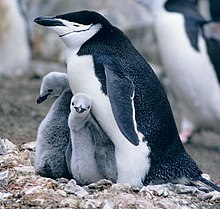 Due pinguini Chinstrap maschi del Central Park Zoo di New York (simili alla foto) sono diventati noti a livello internazionale perché vivono in coppia. Più tardi è stato dato loro un uovo che aveva bisogno di essere covato e curato. Hanno curato e covato con successo l'uovo.