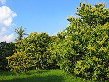 Mango dārzs Multānā, Pendžābā