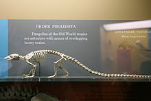 Skeleton of a long-tailed pangolin (Phataginus tetradactyla)