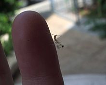 Uma mantis ninfa se parece com uma mantis adulta, mas muito menor.