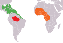 Manatíes: T. manatus en verde; T. inunguis en rojo; T. senegalenis en naranja.  