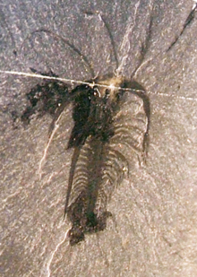 Marrella , o mais abundante organismo de xisto Burgess