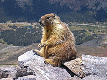 Czujny "rock chuck" (Marmota flaviventris) na szczycie Mount Dana, Park Narodowy Yosemite w Kalifornii