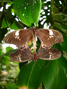 Fjärilar hör till de djur som förökar sig genom kön.  