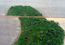 Deforestation in the Amazon Basin