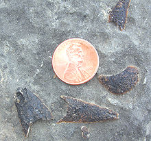 Atsevišķas plāksnītes no Matthevia, vēlīnā kambrija poliplakofora no House Range dienvidos, Jūtas štatā. + ASV viena centa monēta izmēra dēļ