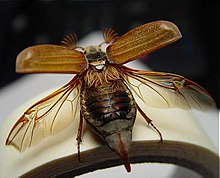 Tylne skrzydła chrząszcza są przezroczyste. Ten chrząszcz używa swoich tylnych skrzydeł do lotu. Twarde przednie skrzydła są uniesione do góry.