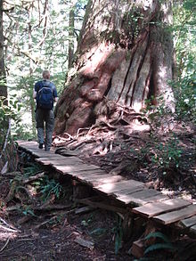 Huge trunk of a giant tree of life on Meares Island