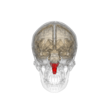 rotation animated brain model, medulla oblongata marked in red