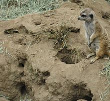 Meerkats in the midst of openings of passages to the burrows they have dug (here at the San Diego Zoo in California, USA).