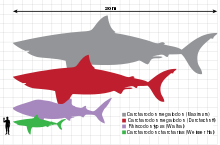 Megalodon (grey and red) with a whale shark (purple), great white shark (green) and a human (black)