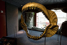 Jaw reconstruction of a megalodon, on display at the National Aquarium in Baltimore.