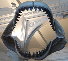 Jaw reconstruction of a megalodon, on display at the American Museum of Natural History.