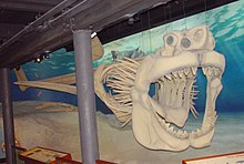 Reconstructed O. megalodon skeleton. On display at the Calvert Marine Museum.
