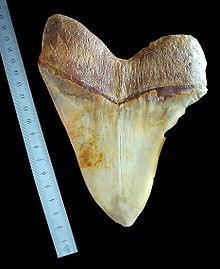 Ząb megalodona o wysokości skośnej (długości przekątnej) ponad 170 mm.