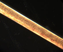A human hair under the microscope (image detail: 0.6×0.4 millimetres)