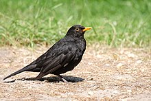 Adult male blackbird
