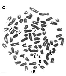 La métaphase du chevreuil de Sibérie s'est propagée avec les chromosomes B