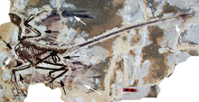 Fossile de Microraptor gui impressions d'ailes à plumes