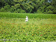 Pekerja pertanian migran, New York