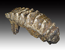 Tooth of Stegodon with up to nine bars